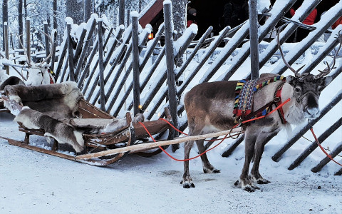 Pixabay, pasja1000 raindeer