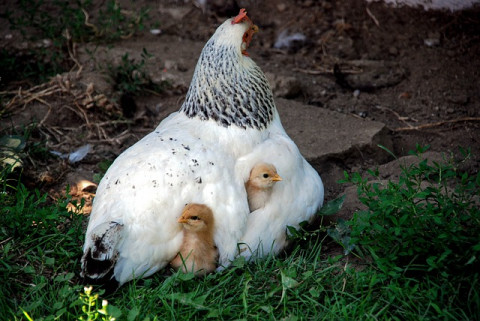 Gallina con pollitos
