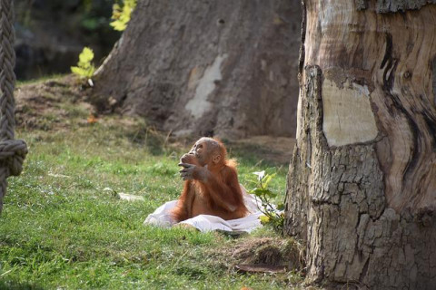 Photo: ntrief, Pixabay Orangutan